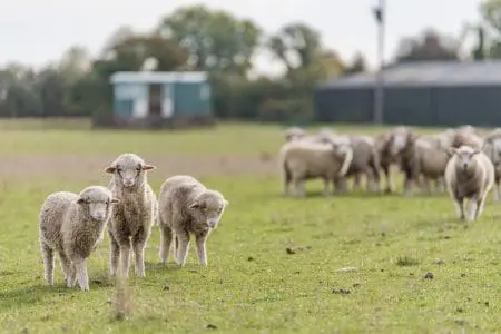 Sheep stand in front of a shepherds hut