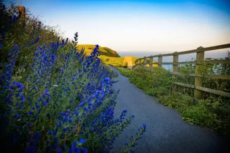 Blue flowers bloom alongside a coastal path in the sun
