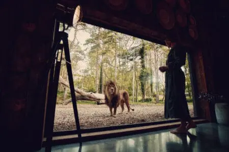 A lion seen looking into the Lion Lodge room at Port Lympne