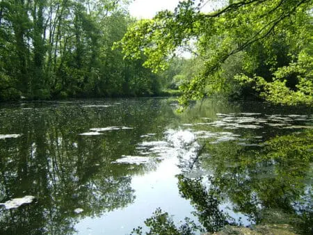 A lake with patches of algae and green trees surrounding it