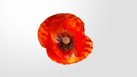 A painting of a poppy on a white background