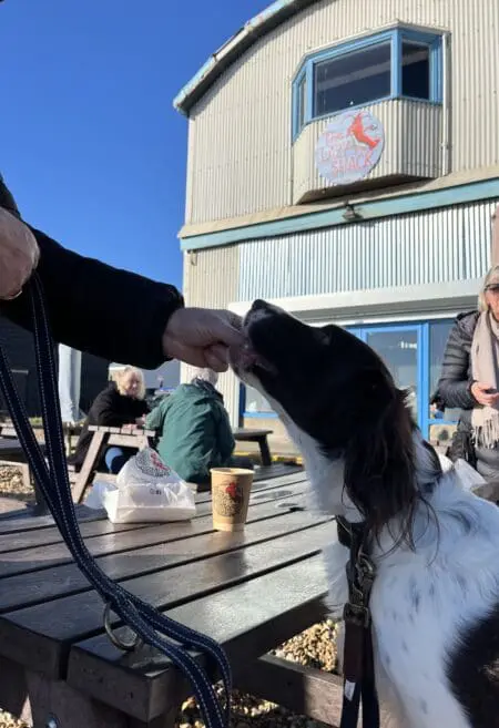 A brown and white spaniel eating a treat with a warehouse building in the background