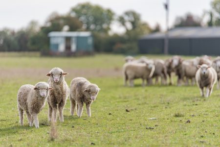 Sheep stand in front of a shepherds hut