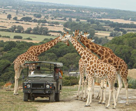 Giraffes crowd around a safari truck at Port Lympne Hotel and Reserve