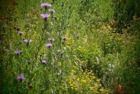 Romney Marsh Nature Reserve