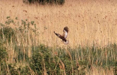 A brown bird hovers low above brown reeds and green bushes