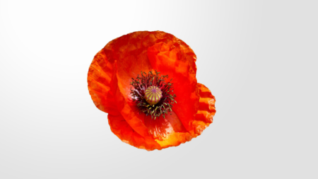 A painting of a poppy on a white background