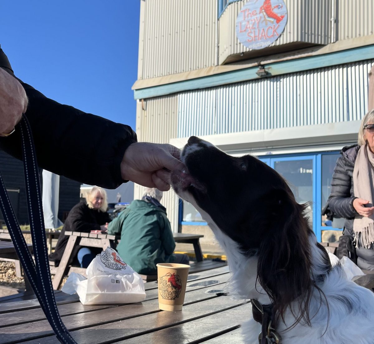 A brown and white spaniel eating a treat with a warehouse building in the background