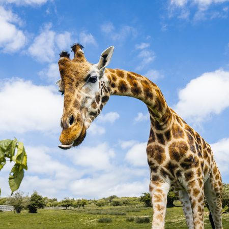 Port Lympne Animal Reserve